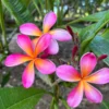 Kaneohe Sunburst Plumeria Unrooted Cutting 10-12in - Tropical Exotic Flower Plant - Image 1