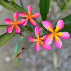 Kaneohe Sunburst Plumeria Unrooted Cutting 10-12in - Tropical Exotic Flower Plant - Image 2