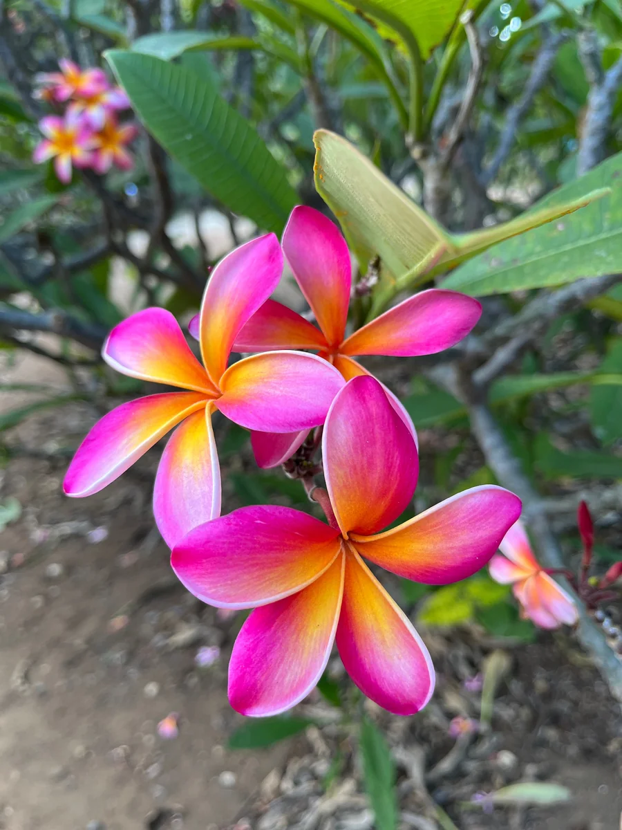 Kaneohe Sunburst Plumeria Unrooted Cutting 10-12in - Tropical Exotic Flower Plant - Image 5