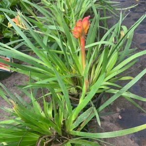 Kanga Orange Kangaroo Paw Live Plant - 6 inch Pot - Outdoor Accent - Image 2