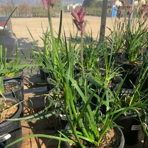 Kangaroo Paw Pink Live Plant - Anigozanthus - 1 Foot Tall in 6 inch Pot - Image 1