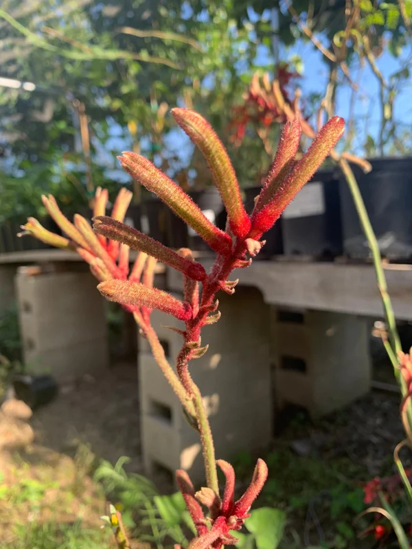 Kangaroo Paw 'Regal Velvet' Live Plant - Anigozanthos, 1-2 ft Tall - Image 1