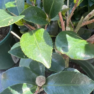 Kanjiro Camellia Live Plant – 1ft Tall – 1 Gallon Pot – Cherry Pink Flowers – Outdoor Shrub - Image 2