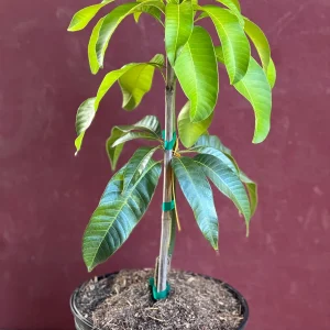 Karen Michelle Mango Live Plant – Grafted, 3 Gallon Pot, Fruit Tree - Image 2