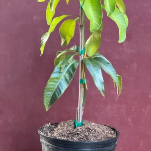 Karen Michelle Mango Live Plant – Grafted, 3 Gallon Pot, Fruit Tree - Image 4