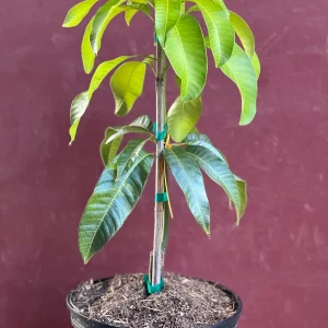Karen Michelle Mango Live Plant – Grafted, 3 Gallon Pot, Fruit Tree - Image 6
