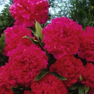 Karl Rosenfield Peony Bareroot, 2-3 Eye, Double Red Blooms, Outdoor Plant - Image 2