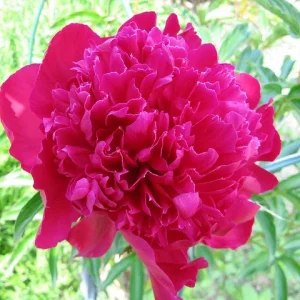 Karl Rosenfield Peony Bareroot, 2-3 Eye, Double Red Blooms, Outdoor Plant - Image 3