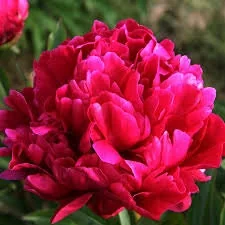 Karl Rosenfield Peony Bareroot, 2-3 Eye, Double Red Blooms, Outdoor Plant - Image 1