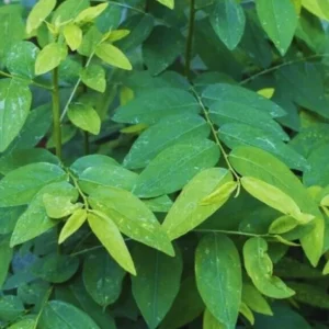 Katuk Live Plant - Sauropus androgynus - 6-12