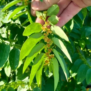 Katuk Live Plant - Sauropus androgynus - 6-12