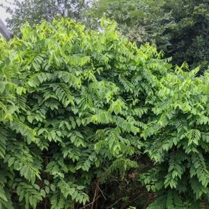 Katuk Live Plant - Sauropus androgynus - 6-12