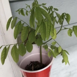 Katuk Live Plant - Sauropus androgynus - 6-12