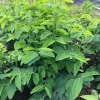 Katuk Live Plant - Sauropus androgynus - 6-12" Edible Perennial Green - Image 1