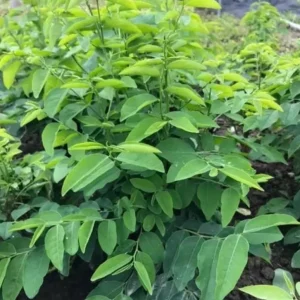 Katuk Live Plant - Sauropus androgynus - 6-12" Edible Perennial Green - Image 1