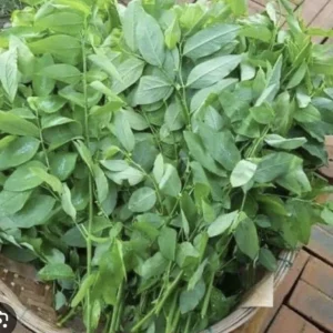Katuk Plant in Cup - Asparagus Sweet Leaf Live Plant, Sauropus Androgynus Rau Ngót, Potted Vegetable - Image 4