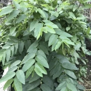 Katuk Plant Live - Sauropus Androgynus Sweet Leaf Spinach Potted Vegetable - Image 2