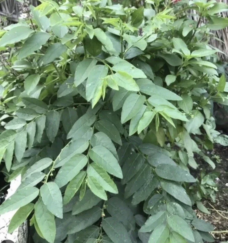 Katuk Plant Live - Sauropus Androgynus Sweet Leaf Spinach Potted Vegetable - Image 2