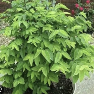 Katuk Plant Live - Sauropus Androgynus Sweet Leaf Spinach Potted Vegetable - Image 3