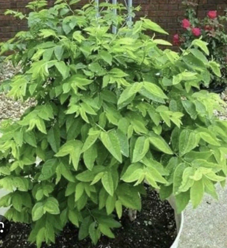 Katuk Plant Live - Sauropus Androgynus Sweet Leaf Spinach Potted Vegetable - Image 3