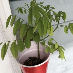 Katuk Plant Live - Sauropus Androgynus Sweet Leaf Spinach Potted Vegetable - Image 6