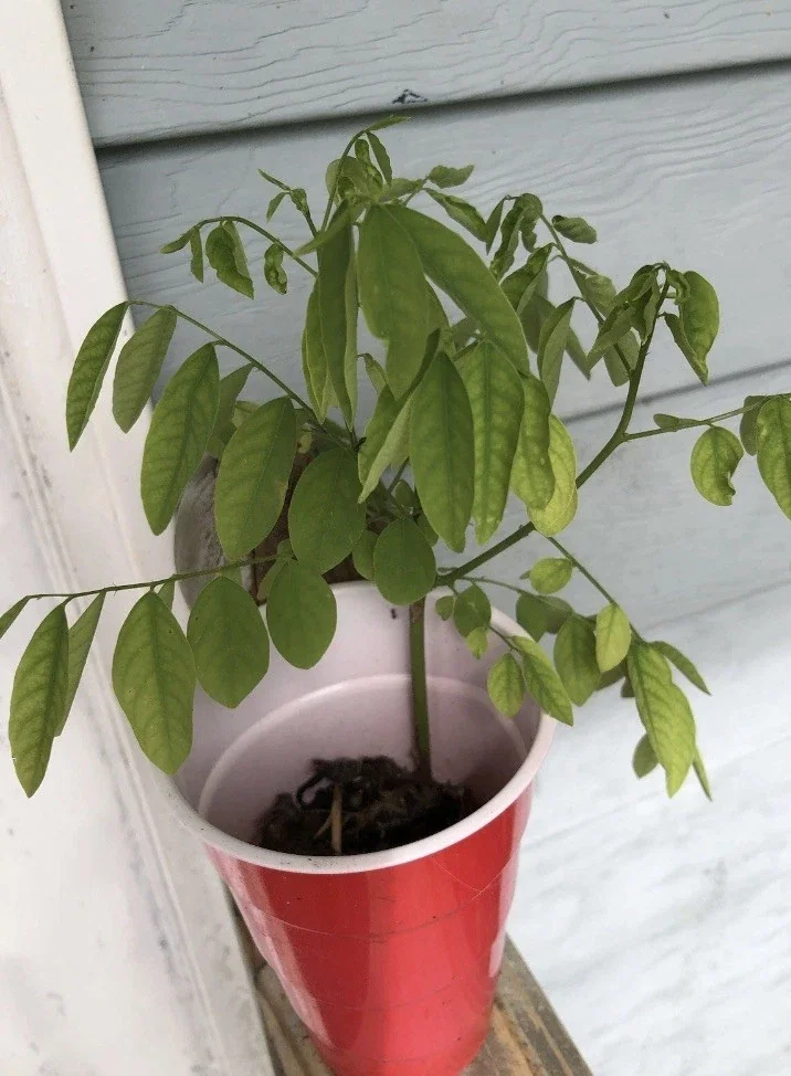 Katuk Plant Live - Sauropus Androgynus Sweet Leaf Spinach Potted Vegetable - Image 6