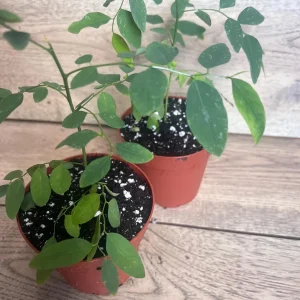 Katuk Sweet Leaf Live Plant (Sauropus androgynus) - 4 inch Pot - Image 4