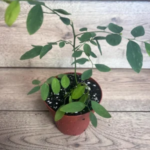 Katuk Sweet Leaf Live Plant (Sauropus androgynus) - 4 inch Pot - Image 7