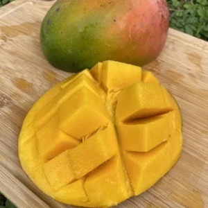 Keitt Grafted Mango Live Plant - 12-18