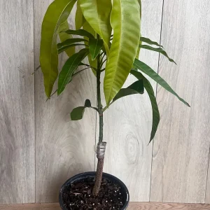 Keitt Mango Tree Live Plant - Grafted Dwarf Variety, 1/2 Gallon Pot, Fruit Bearing - Image 10