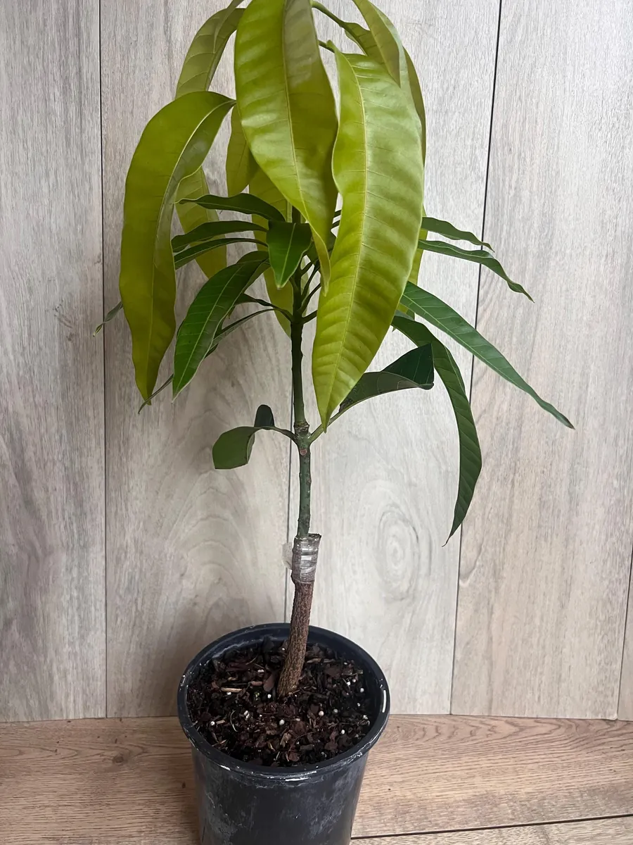 Keitt Mango Tree Live Plant - Grafted Dwarf Variety, 1/2 Gallon Pot, Fruit Bearing - Image 10