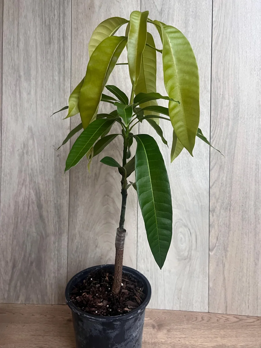 Keitt Mango Tree Live Plant - Grafted Dwarf Variety, 1/2 Gallon Pot, Fruit Bearing - Image 2