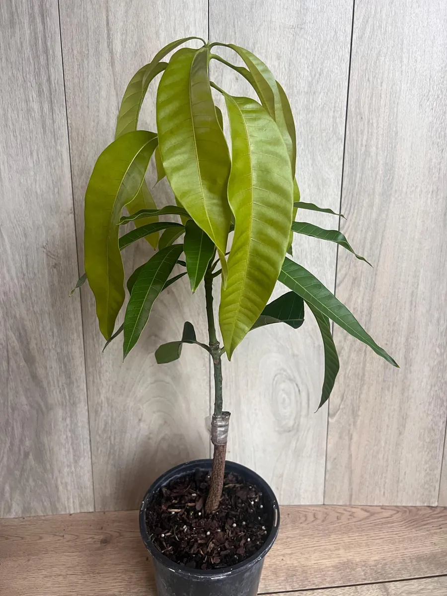 Keitt Mango Tree Live Plant - Grafted Dwarf Variety, 1/2 Gallon Pot, Fruit Bearing - Image 3