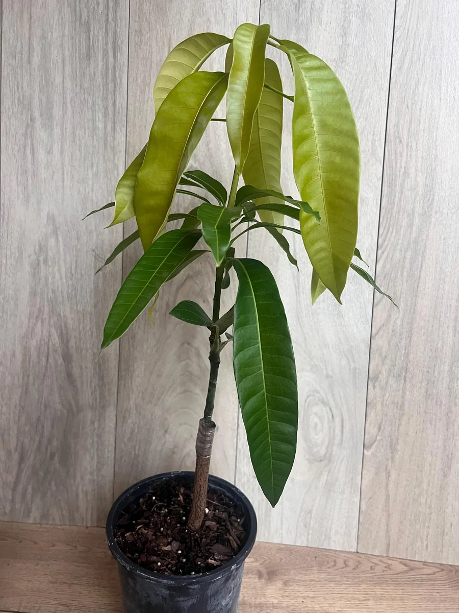 Keitt Mango Tree Live Plant - Grafted Dwarf Variety, 1/2 Gallon Pot, Fruit Bearing - Image 4