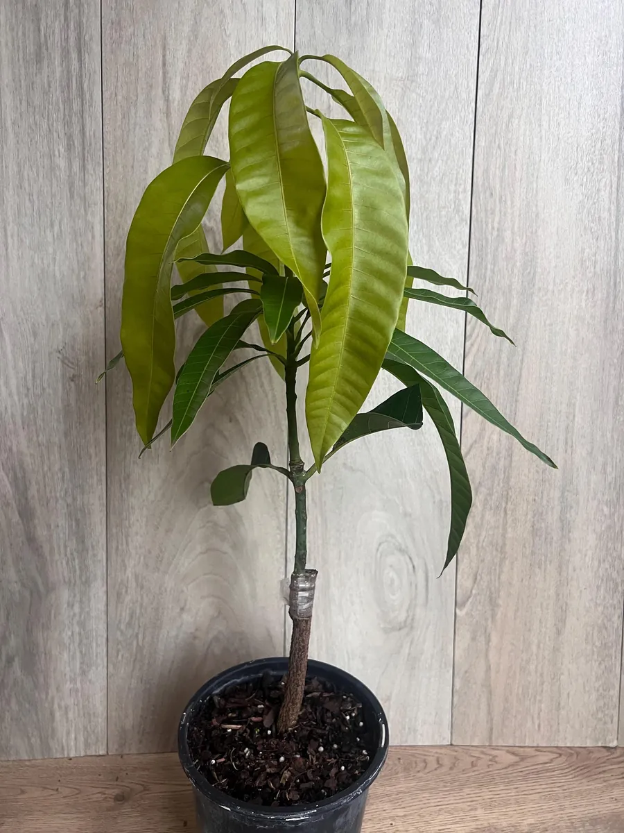 Keitt Mango Tree Live Plant - Grafted Dwarf Variety, 1/2 Gallon Pot, Fruit Bearing - Image 5