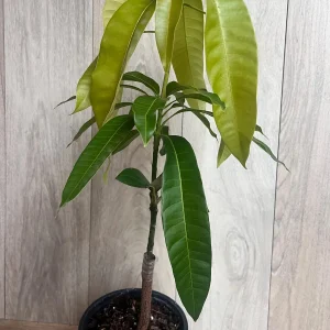 Keitt Mango Tree Live Plant - Grafted Dwarf Variety, 1/2 Gallon Pot, Fruit Bearing - Image 6