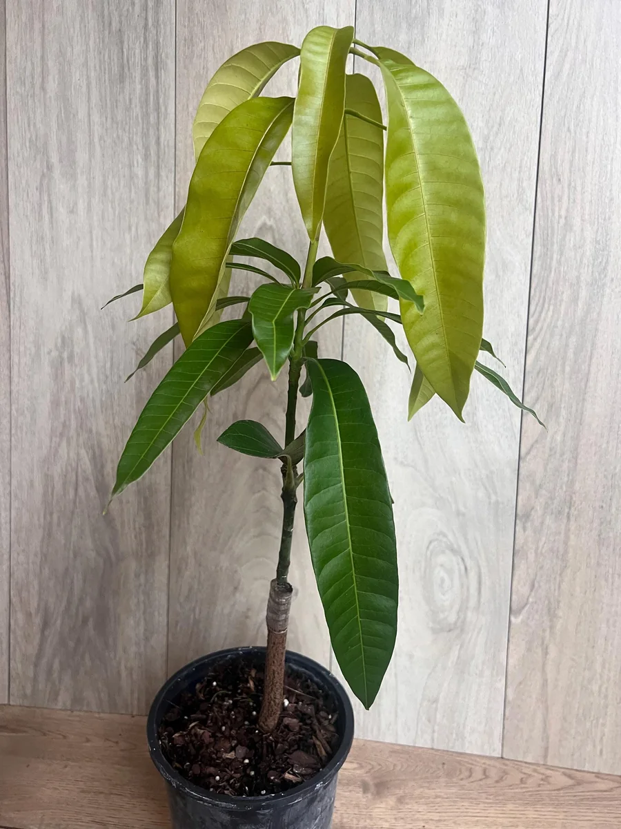 Keitt Mango Tree Live Plant - Grafted Dwarf Variety, 1/2 Gallon Pot, Fruit Bearing - Image 6