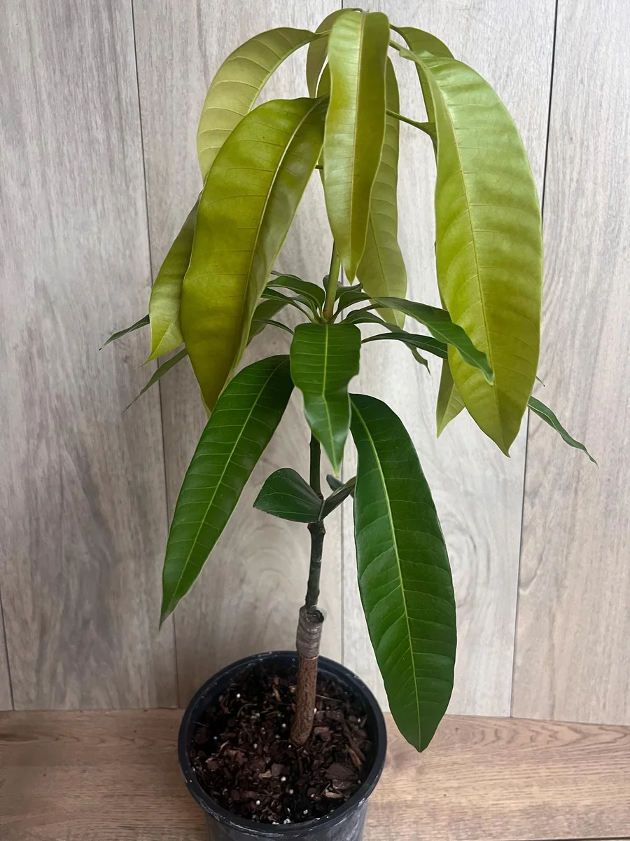 Keitt Mango Tree Live Plant - Grafted Dwarf Variety, 1/2 Gallon Pot, Fruit Bearing - Image 7