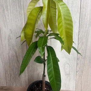 Keitt Mango Tree Live Plant - Grafted Dwarf Variety, 1/2 Gallon Pot, Fruit Bearing - Image 8