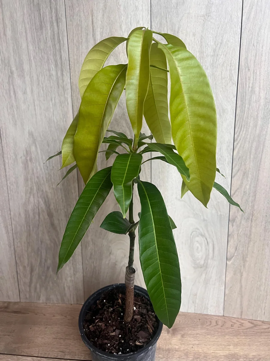 Keitt Mango Tree Live Plant - Grafted Dwarf Variety, 1/2 Gallon Pot, Fruit Bearing - Image 8