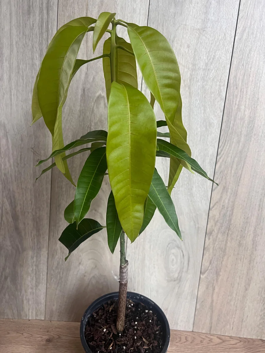 Keitt Mango Tree Live Plant - Grafted Dwarf Variety, 1/2 Gallon Pot, Fruit Bearing - Image 9