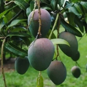 Kent Mango Tree Grafted Live Plant – 1 to 2 feet tall – Tropical Fruit Tree - Image 1