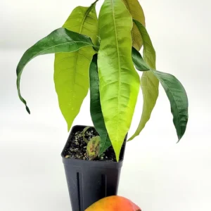 Kent Mango Tree Live Plant - Tropical Fruit Tree, 1-2 ft Tall, Indoor/Outdoor - Image 1