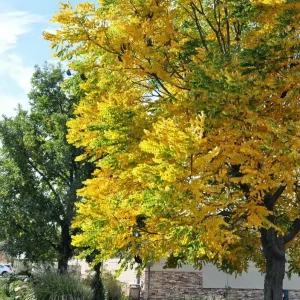 Kentucky Coffee Tree Live Plant, Gymnocladus dioicus, 8-16 Inches Tall - Image 1