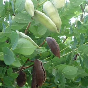 Kentucky Coffeetree Live Plant - Qt Pot - Grow From Seed - Dormant - Image 3