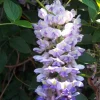 Kentucky Wisteria Blue Moon Live Plant 6" Pot - Fragrant Vine - Image 1
