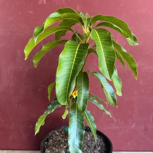 Kesar Mango Tree Live Plant - Grafted in 3 Gallon Pot - Fruit Bearing - Image 2