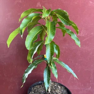 Kesar Mango Tree Live Plant - Grafted in 3 Gallon Pot - Fruit Bearing - Image 3