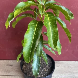 Kesar Mango Tree Live Plant - Grafted in 3 Gallon Pot - Fruit Bearing - Image 4