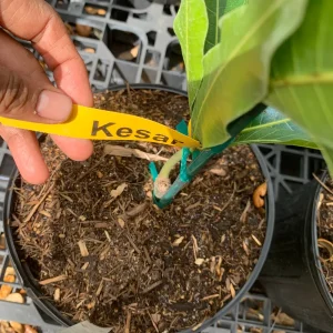 Kesar Mango Tree Live Plant - Grafted Indian Queen Variety - 2ft Tall - 2 Gallon Pot - Fruit Tree - Image 3